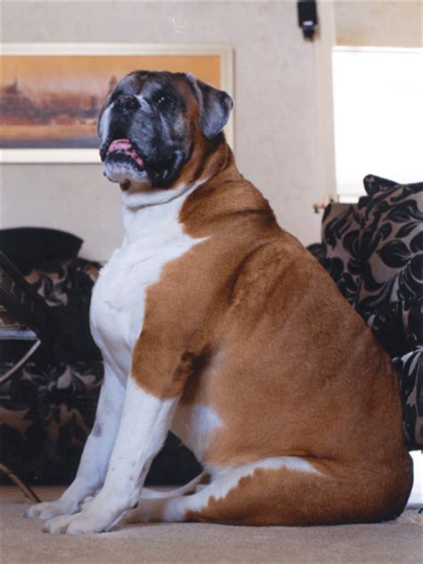 The apop calls this a fat pet gap, in which a chubby dog is identified as normal. Why a fat pet could cost you £7,000 - Covered mag ...
