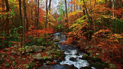 Things To Do In Gatlinburg In November The All