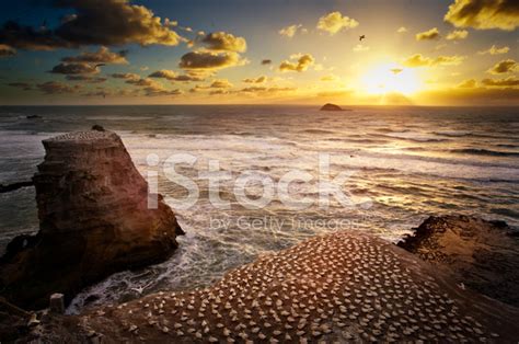 Muriwai Beach Sunset Gannets Stock Photos