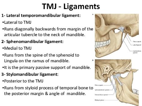 The Temporal Region And Temporomandibular Joint Tmj Head