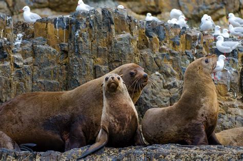 Spotted Some Australian Fur Seals Posing On The Rocks Photography