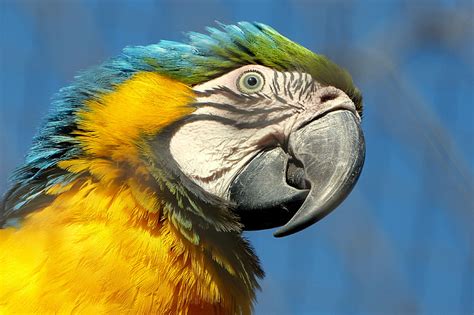 Free Photo Macaw Bird Beak Parrot Hippopx