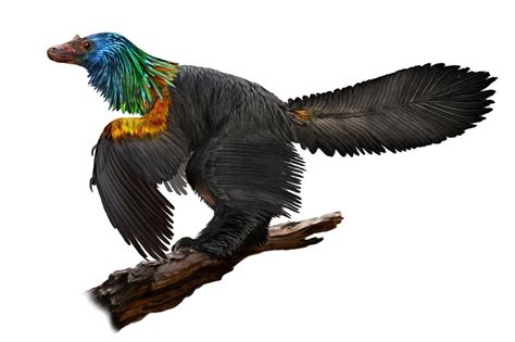 Feathered Dinosaur Shimmered Like A Rainbow Fossil Reveals