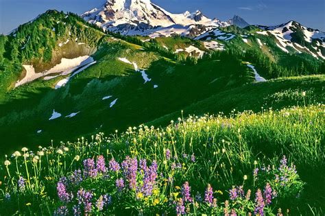1080p Free Download Field Of Wildflowers Pretty Slopes Grass