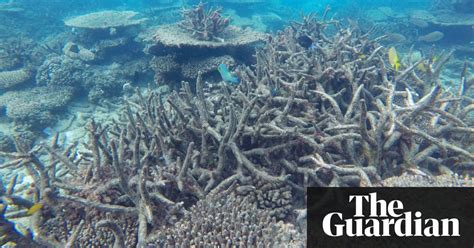 Coral Bleaching On Great Barrier Reef Worse Than Expected Surveys Show Environment The Guardian