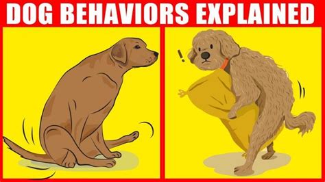 21 Strangest Dog Behaviors And The Meanings Behind Them In 2021 Dog