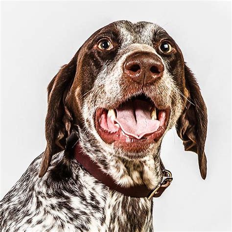 Dog Face 千姿百态的宠物狗照片 美国barbara Obrien动物摄影师作品