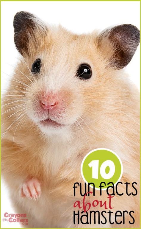 10 Fun Facts About Hamsters Crayons And Collars Life With Kids And