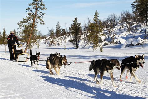 Born To Run Dogsledding In Finlands Arctic Circle