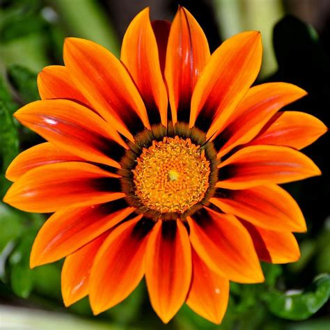 Pretty Orange Flowers Shades Of Orange Beautiful Flowers