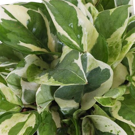 The seed cases also can be preserved for use in dried arrangements and crafts. Red White Money Plant, Rs 120 /unit Leafy Tales | ID ...