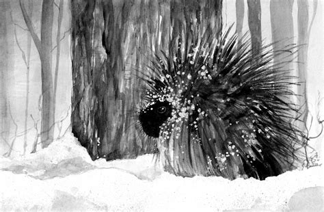 Porcupines Waddling Through Winter The Adirondack Almanack