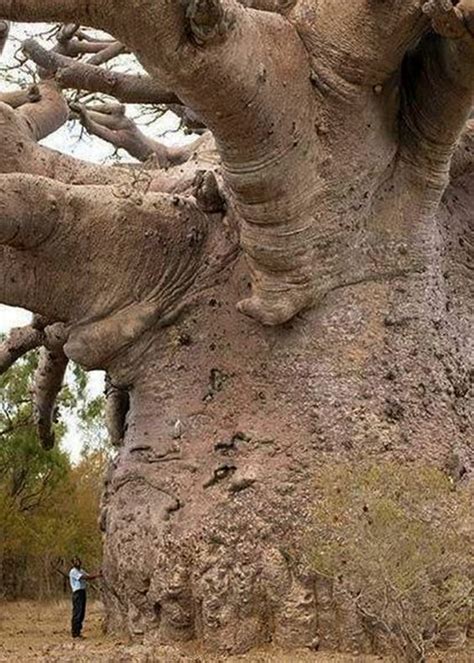 6 000 Year Old Baobab Tree Senegal Africa Boabab Tree Baobab Tree Tree