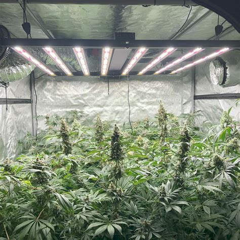 Building Your First Indoor Grow Room Setup How To Grow