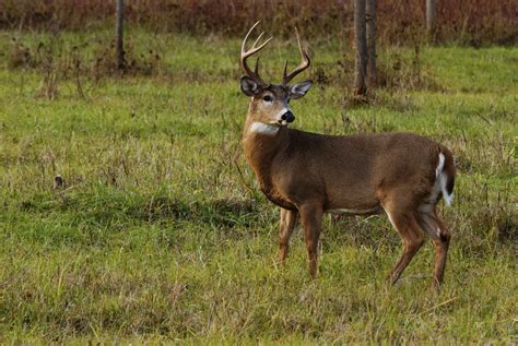 When Do Whitetail Deer Antlers Fall Off Sciencing