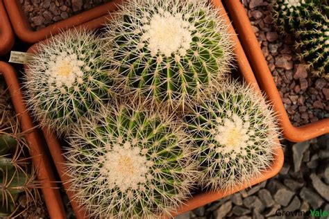 14 Barrel Cacti Types And Varieties Echinocactus And Ferocactus