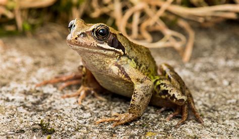 Common Frog Facts Information And Pictures Of Frogs