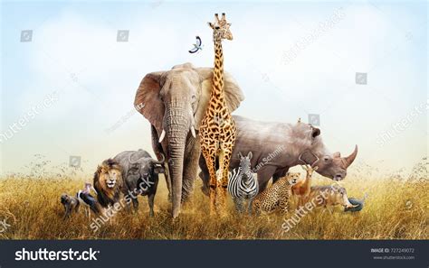 Large Group African Safari Animals Composited Stock Photo 727249072