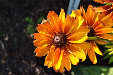 Orange Coneflower With Insect Green Thumb Advice