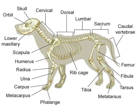 Understanding Dog Anatomy With Labeled Diagrams Dog Anatomy Vet Tech