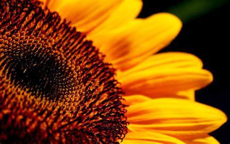 10 Lovely Hd Sunflower Wallpapers