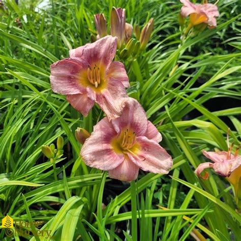 Hemerocallis Rosy Returns Daylily From Home Nursery