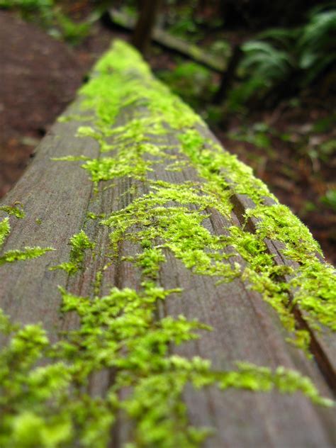 Log With Green Moss Free Stock Photo Public Domain Pictures