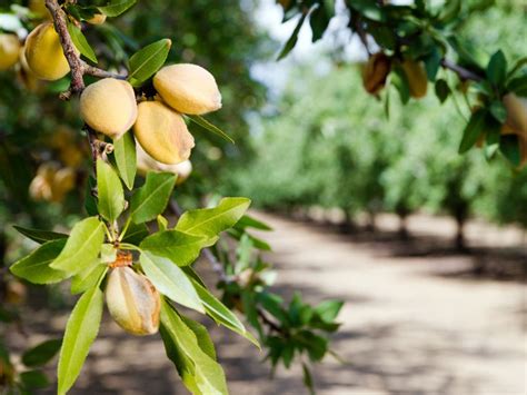 Almond Tree Care Learn How To Grow An Almond Tree