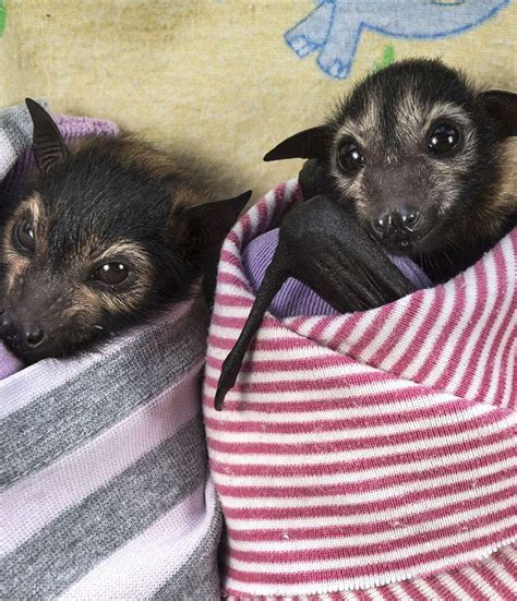 Two Small Bats Are Wrapped In Blankets