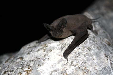 Slideshow Everything You Didnt Know About Bats In Los Angeles 893 Kpcc