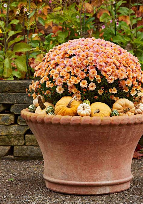 How To Grow And Care For Fall Mums Guide To Types Of Mums Better
