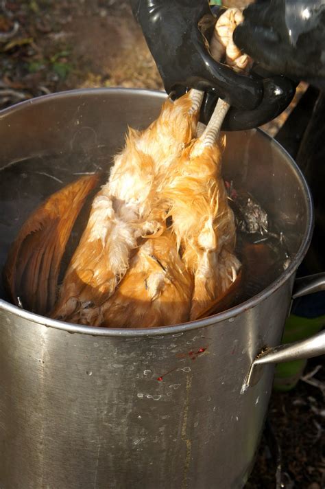 A MAN AND HIS MEAT Processing Chickens