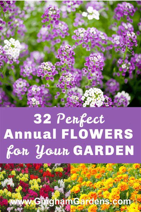 Annual Flowers For Shade Annual Flower Beds Shade Flowers Cut