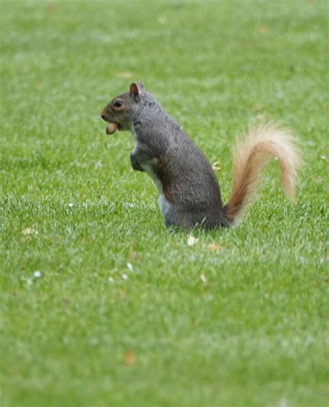 Squirrel Fur Colour And Characteristics Wildlife Online
