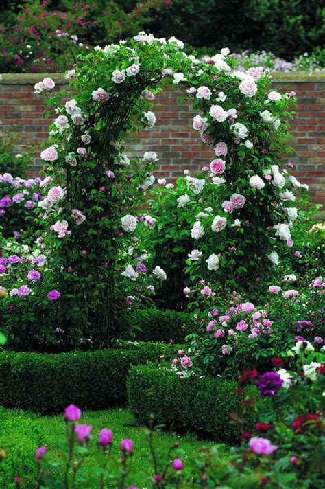 Lovely Trellis Of Roses Stand Out In The Garden Beautiful Flowers