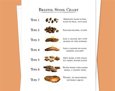 Bristol Stool Chart Explained The Ultimate Guide Stoolz