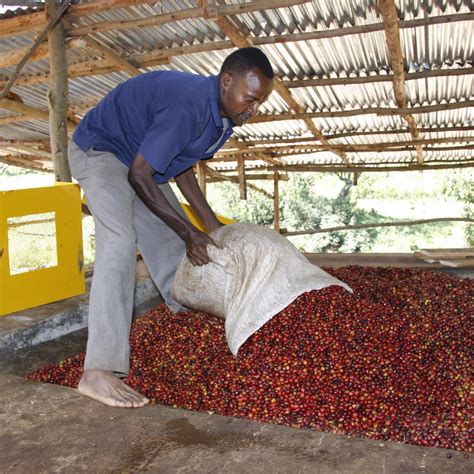 Empowering Ethiopian Coffee Farmers Suppport Ltd