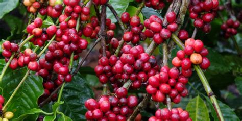 jenis jenis kopi   populer  robusta hingga liberika