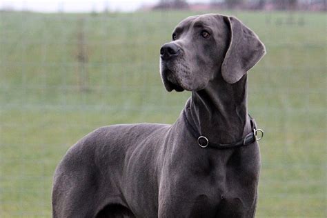 Top 10 Large Dog Breeds That Don T Shed Large Dog Breeds Dog Breeds