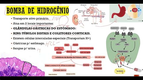 Fisiologia Celular Parte 9 Bomba De Hidrogênio PrÓtons