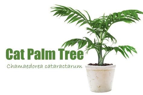 Cat Palm Tree Is One Of The Most Beautiful Tropical House Plant Palms Its Easy To Please If