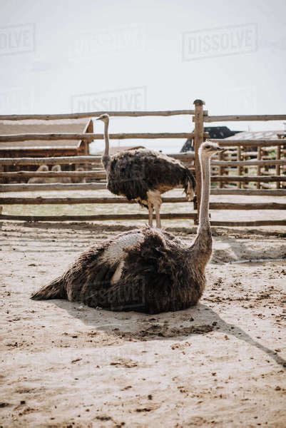 Close Up Image Of Two Ostriches In Front Of Wooden Fence In Corral At