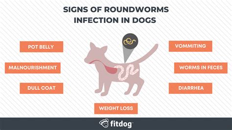 Guide To Common Dog Diseases Fitdog Blog
