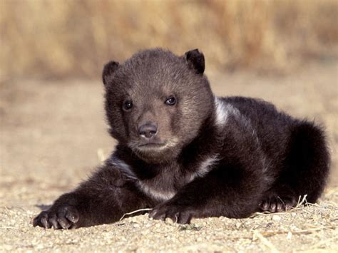 Black Bear Cub Resting Wallpaper Free Hd Bear Images