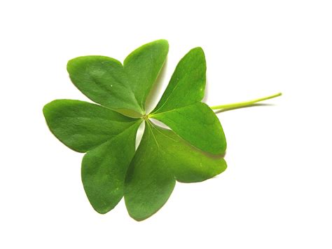 Four Leaf Clover Free Stock Photo Freeimages