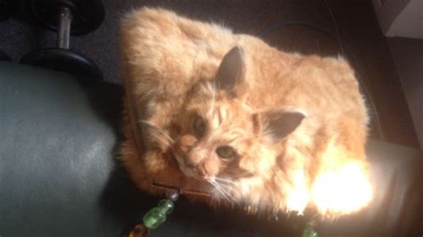 Taxidermy Cat Handbag Sells At Auction In New Zealand BBC News