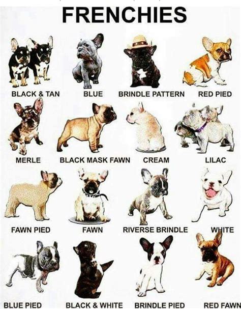 The most common french bulldog colors are white, fawn, brindle, or piebald. Know Your Frenchies | Bulldog puppies, French bulldog ...