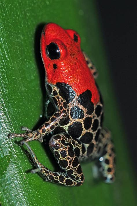53 Most Colorful Frogs In The World Color Meanings