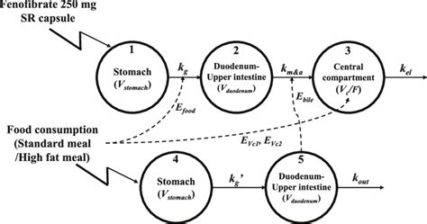 Scheme Showing The Mechanism Based Pharmacokinetic Model For Explaining