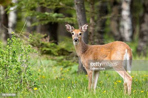 Giant Whitetail Deer Stock Fotos Und Bilder Getty Images